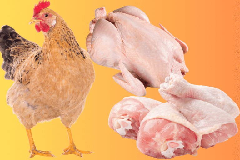 chicken 1 768x512
